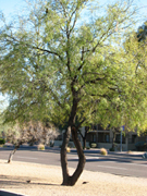 Mesquite - Prosopis sp